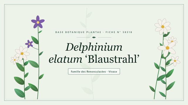 Delphinium elatum 'Blaustrahl' : description, culture et entretien Planche botanique stylisée de Delphinium elatum ‘Blaustrahl’, famille des Renonculacées
