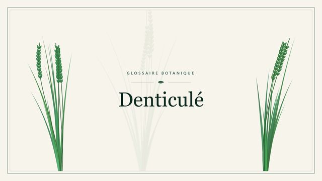 Denticulé : la petite dent du bord des feuilles Illustration botanique stylisée du terme « Denticulé » du glossaire