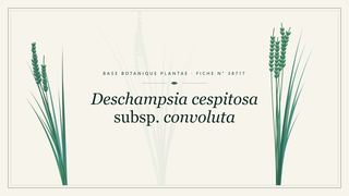 Planche botanique stylisée de Deschampsia cespitosa subsp. convoluta