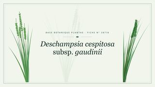 Planche botanique stylisée de Deschampsia cespitosa subsp. gaudinii
