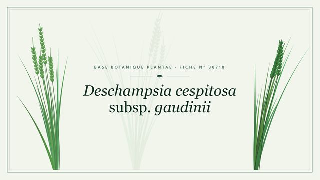 Deschampsia cespitosa subsp. gaudinii : fiche descriptive et taxonomie Planche botanique stylisée de Deschampsia cespitosa subsp. gaudinii