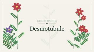 Illustration botanique stylisée du terme « Desmotubule » du glossaire