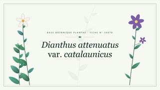 Planche botanique stylisée de Dianthus attenuatus var. catalaunicus