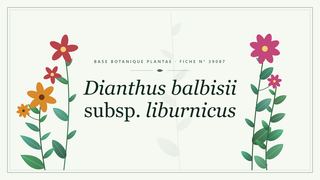 Planche botanique stylisée de Dianthus balbisii subsp. liburnicus