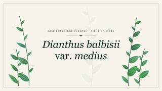 Planche botanique stylisée de Dianthus balbisii var. medius