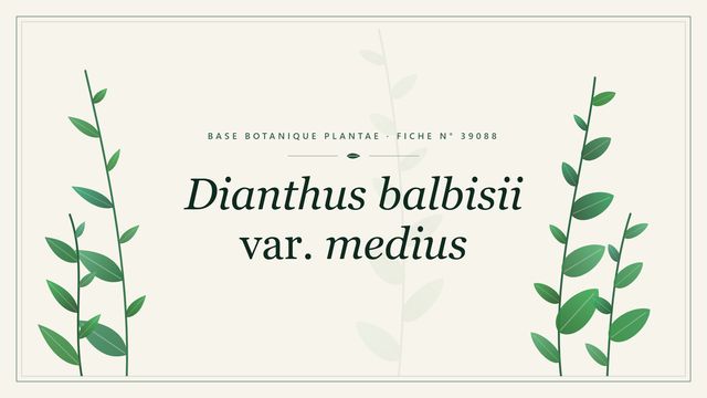 Dianthus balbisii var. medius : fiche descriptive et taxonomie Planche botanique stylisée de Dianthus balbisii var. medius