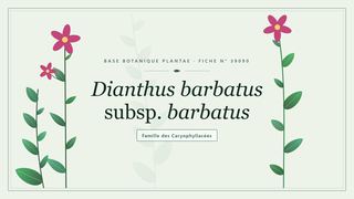 Planche botanique stylisée de Dianthus barbatus subsp. barbatus, famille des Caryophyllacées