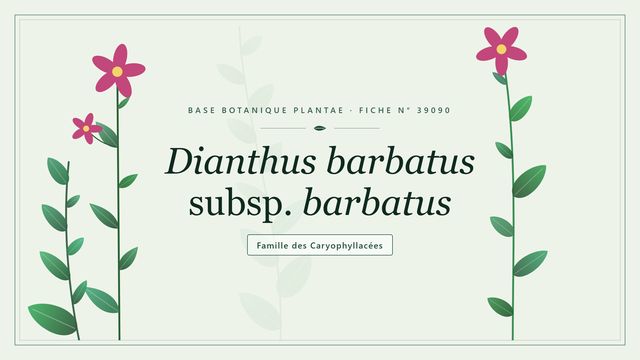 Dianthus barbatus subsp. barbatus Planche botanique stylisée de Dianthus barbatus subsp. barbatus, famille des Caryophyllacées