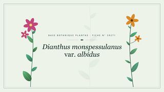 Planche botanique stylisée de Dianthus monspessulanus var. albidus