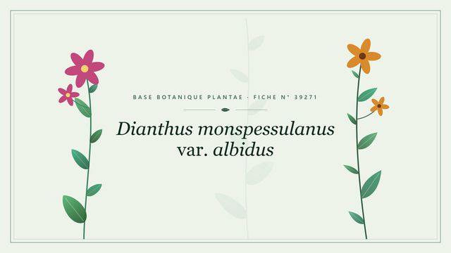 Dianthus monspessulanus var. albidus : fiche descriptive et taxonomie Planche botanique stylisée de Dianthus monspessulanus var. albidus