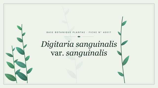 Digitaria sanguinalis var. sanguinalis : fiche descriptive et conseils de culture Planche botanique stylisée de Digitaria sanguinalis var. sanguinalis