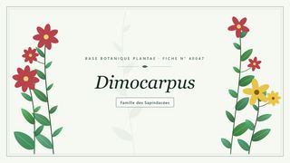 Planche botanique stylisée de Dimocarpus, famille des Sapindacées