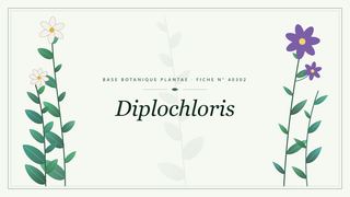Planche botanique stylisée de Diplochloris