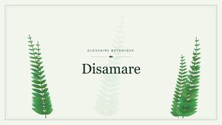Illustration botanique stylisée du terme « Disamare » du glossaire