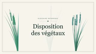 Illustration botanique stylisée du terme « Disposition des végétaux » du glossaire