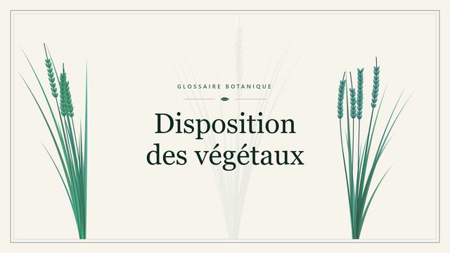 Définition de « disposition des végétaux » en botanique Illustration botanique stylisée du terme « Disposition des végétaux » du glossaire