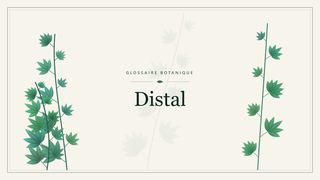 Illustration botanique stylisée du terme « Distal » du glossaire