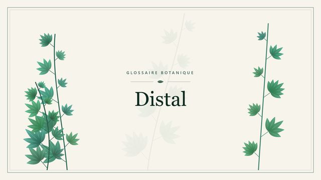 Distal : les bases Illustration botanique stylisée du terme « Distal » du glossaire