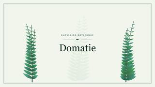 Illustration botanique stylisée du terme « Domatie » du glossaire