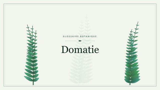 Définition de « domatie » en botanique Illustration botanique stylisée du terme « Domatie » du glossaire