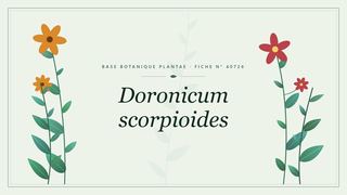 Planche botanique stylisée de Doronicum scorpioides