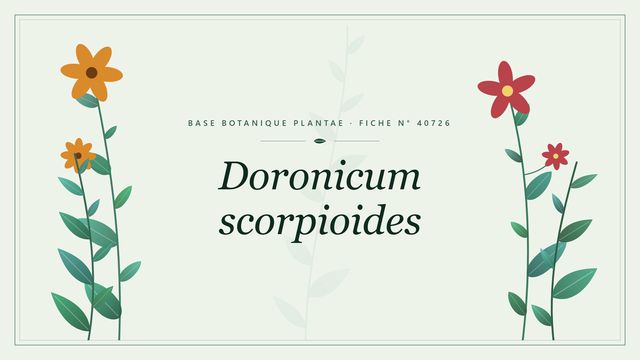 Doronicum scorpioides : fiche descriptive et taxonomie Planche botanique stylisée de Doronicum scorpioides