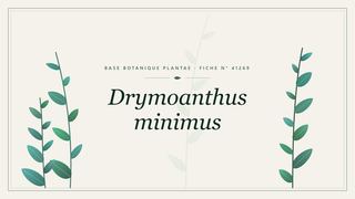 Planche botanique stylisée de Drymoanthus minimus
