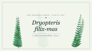 Planche botanique stylisée de Dryopteris filix-mas, famille des Dryoptéridacées