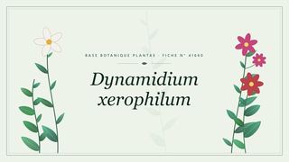 Planche botanique stylisée de Dynamidium xerophilum