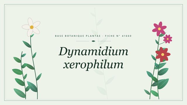 Dynamidium xerophilum : fiche descriptive et taxonomie Planche botanique stylisée de Dynamidium xerophilum