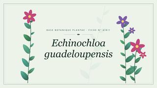 Planche botanique stylisée d’Echinochloa guadeloupensis