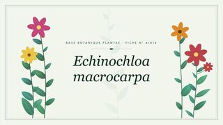 Planche botanique stylisée d’Echinochloa macrocarpa