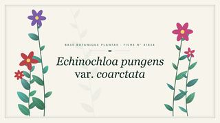 Planche botanique stylisée d’Echinochloa pungens var. coarctata