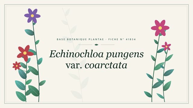 Echinochloa pungens var. coarctata : fiche descriptive et taxonomie Planche botanique stylisée d’Echinochloa pungens var. coarctata