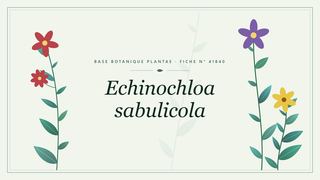 Planche botanique stylisée d’Echinochloa sabulicola