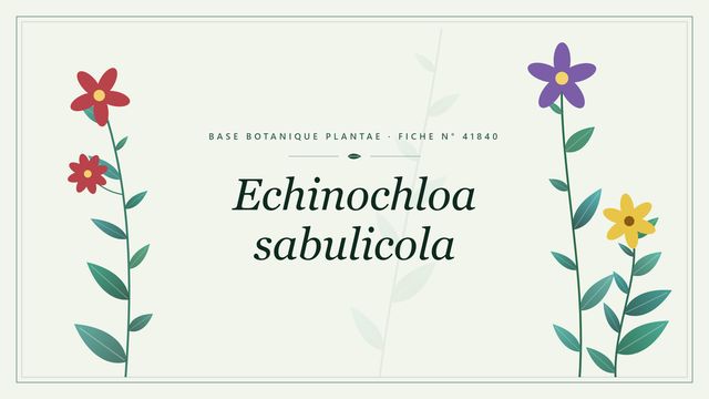 Echinochloa sabulicola : fiche descriptive et taxonomie Planche botanique stylisée d’Echinochloa sabulicola