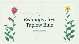Planche botanique stylisée d’Echinops ritro Taplow Blue, famille des Astéracées