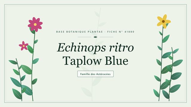 Echinops ritro 'Taplow Blue', une boule bleu acier pour massif sec Planche botanique stylisée d’Echinops ritro Taplow Blue, famille des Astéracées
