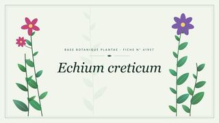 Planche botanique stylisée d’Echium creticum