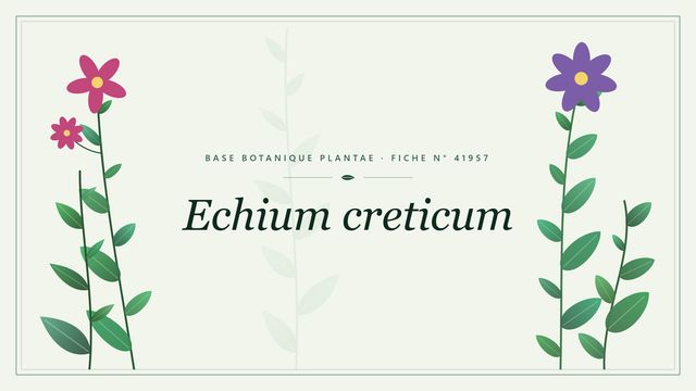 Echium creticum : description, culture et usages ornementaux Planche botanique stylisée d’Echium creticum