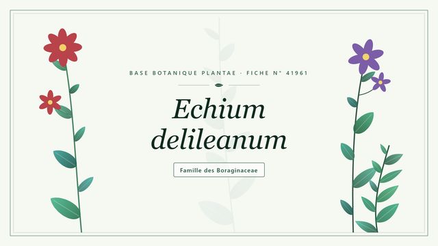 Echium delileanum : repères utiles Planche botanique stylisée d’Echium delileanum, famille des Boraginaceae