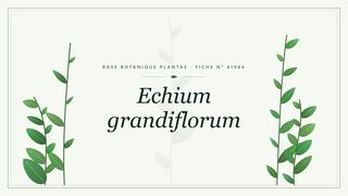 Planche botanique stylisée d’Echium grandiflorum