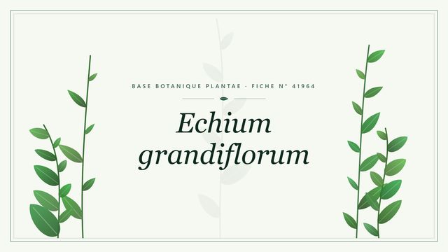 Echium grandiflorum : fiche descriptive et taxonomie Planche botanique stylisée d’Echium grandiflorum