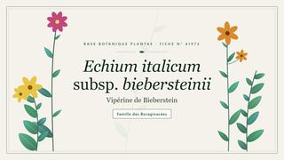 Planche botanique stylisée d’Echium italicum subsp. biebersteinii (Vipérine de Bieberstein), famille des Boraginacées
