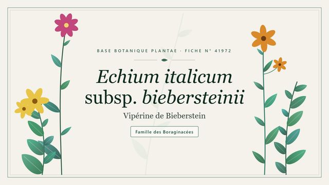 Echium italicum subsp. biebersteinii Planche botanique stylisée d’Echium italicum subsp. biebersteinii (Vipérine de Bieberstein), famille des Boraginacées