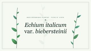 Planche botanique stylisée d’Echium italicum var. biebersteinii