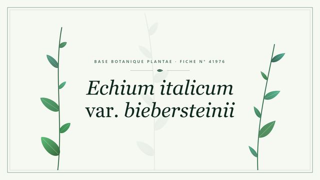 Echium italicum var. biebersteinii : fiche descriptive et conseils de culture Planche botanique stylisée d’Echium italicum var. biebersteinii
