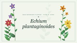Planche botanique stylisée d’Echium plantaginoides