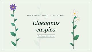 Planche botanique stylisée d’Elaeagnus caspica, famille des Eléagnacées