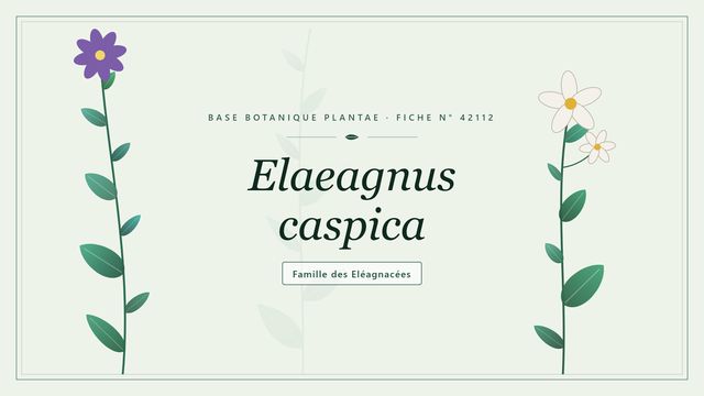 Elaeagnus caspica : panorama Planche botanique stylisée d’Elaeagnus caspica, famille des Eléagnacées